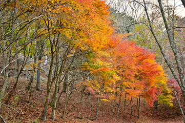 丹沢山地の菰釣山　サガセ西沢　山の彩り
