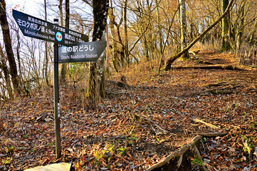 丹沢山地の菰釣山　甲相国境尾根のブナ沢乗越
