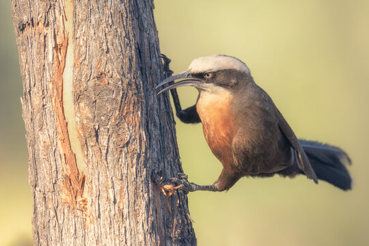 Wild gray-crowned babbler (Pomatostomus temporalis) hunting for a hidden grub under the bark of a tree, Australia