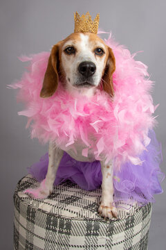 Pure bred beagle dressed in a tutu, feather boa and crown sitting on a stool