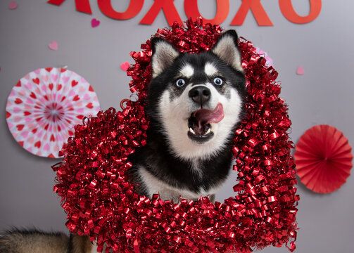 Alaskan Klee Kai dog wearing a heart shape wreath licking its lips