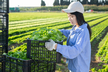 Asian girl stacking crates full of green lettuce. Harvest works on vegetable plantation.