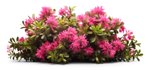 bush of delicate turquoise flowers, png file of isolated cutout object with shadow on transparent background.