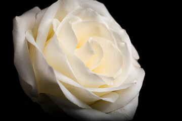 Single Flower, White rose bud against black background