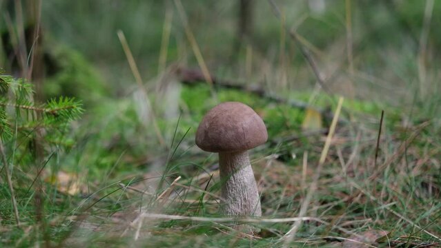 wild birch mushroom in the forest close up