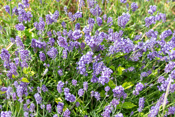 Naklejka premium field of lavender,Lavender flower green meadow summer background