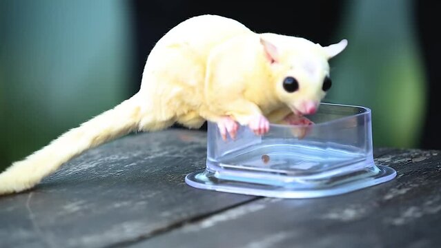 A white sugar glider competing to eat worms up close
