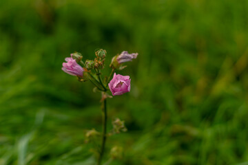 pink cosmos flower in field