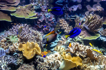 Fototapeta na wymiar colorful tropical fish in an aquarium