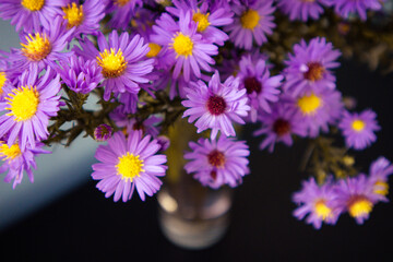 Beautiful flowering perennial Aster alpinus Blue in a vase on a table. Wonderful bouquet in the...