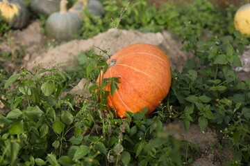 Obraz premium pumpkin on a grass