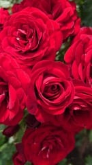 赤い薔薇