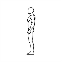 vector illustration of male body anatomy