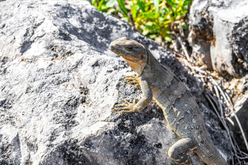 Iguana lizard gecko reptile on rock stone ground in Mexico.