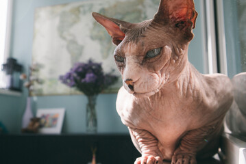 Beautiful domestic bald Canadian Sphynx cat sitting on a window sill on the balcony, a bouquet of flowers in the background. Sphinx kitty animal, pet with serious muzzle indoors. Dreamy kitten at home