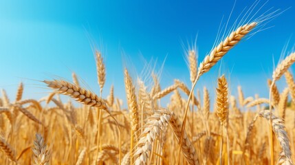 Fototapeta premium Close-Up of Lush Yellow Agricultural Field with Ripe Wheat under a Clear Blue Sky - Bountiful Harvest and Farming Beauty with Ears of Wheat