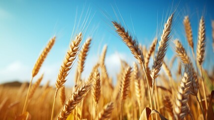 Fototapeta premium Close-Up of Lush Yellow Agricultural Field with Ripe Wheat under a Clear Blue Sky - Bountiful Harvest and Farming Beauty with Ears of Wheat