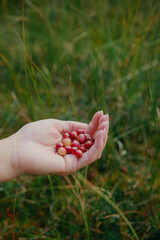 Woman picking berries in the woods. Handful of red cranberries. 