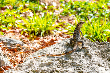 Iguana lizard gecko reptile on rock stone ground in Mexico.