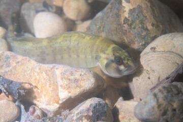 Bluebreast darter at bottom of river