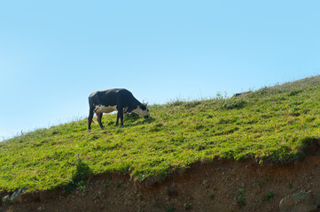 A lonely cow eats grass on the mountain.