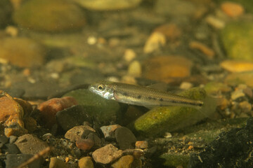 Streamline chub in a river