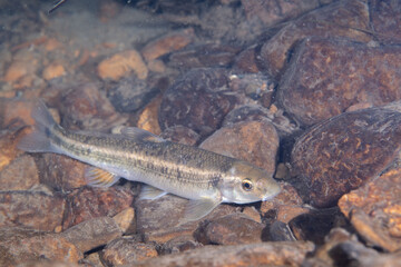 Central stoneroller minnow at bottom of a creek