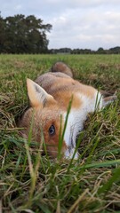 Toter Fuchs im Gras auf einer Wiese 