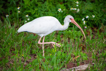 American White Ibis Bird