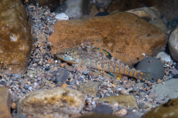 Rainbow darter displaying at bottom of a river