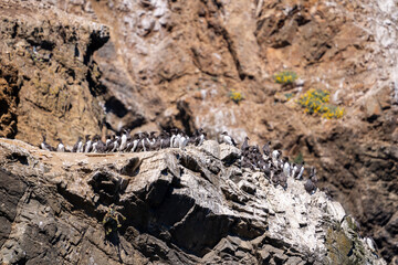 Nesting colony of common murres on rocks