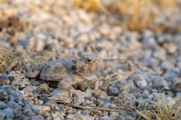 Desert horned lizard in rocky desert