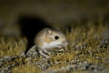 Naklejka na ściany i meble Merriam's kangaroo rat foraging at night