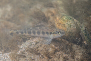 Dusky darter displaying in a river