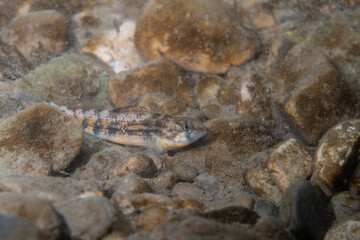 Orangethroated darter in a rocky river bed