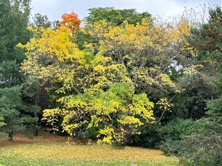 Autumn colours in Canada