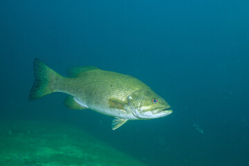 Largemouth bass in a lake