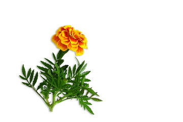 beautiful yellow orange gold marigold spring flower isolated cut out on transparent background,PNG...