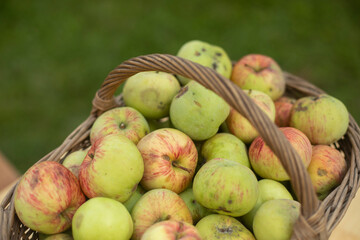 Ripe apples in basket. Autumn harvest. Green apples in village.