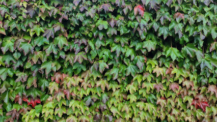 ivy on wall