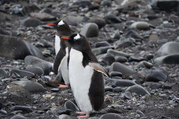 penguins in antarctica