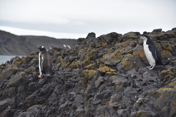 penguins in antarctica