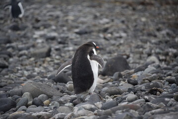 penguins in antarctica