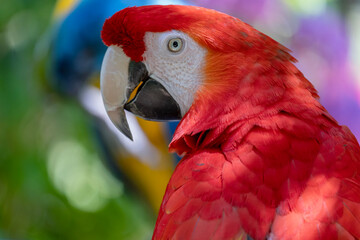 Ara macao. Red macaw - 660709660