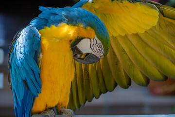 blue and yellow macaw - 660709664
