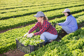 Two female plantation workers, asian and european, picking fresh lettuce leaves.