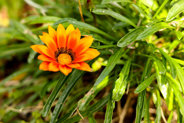 orange flower in the garden