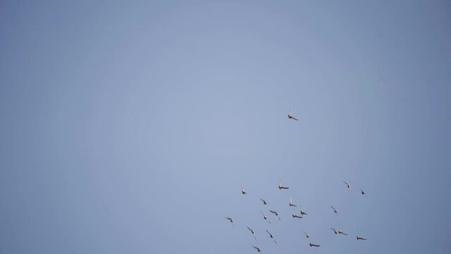 Pigeons flying