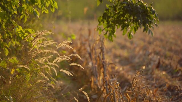 Summer grass