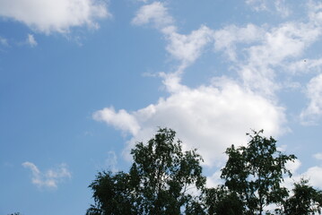 Fototapeta premium Blue sky above the treetops. Pine forest, long brown trunks of pine trees go high up. At the top there are visible branches with green needles and a blue sky without clouds.